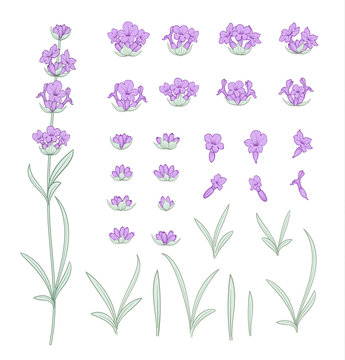 Set of lavender flowers elements. Collection of lavendula on a white background. Vintage set of lavender flowers elements. Lavender hand drawn. Vector illustration bundle.