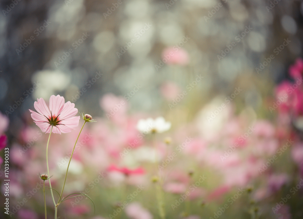 Wall mural cosmos flower with bokeh background in the field