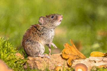 Bank vole posing autumn scene