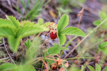 Wild forest strawberries grow on bush