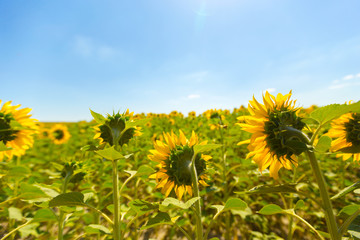 Sunflowers field