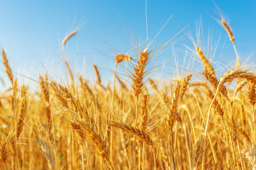 Fototapeta premium golden wheat field and sunny day
