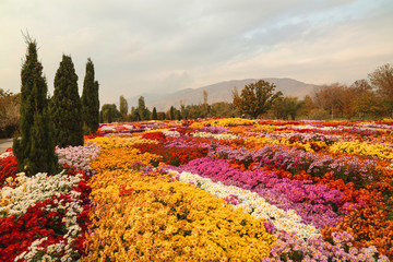 Beautiful field of colorful flowers in a park