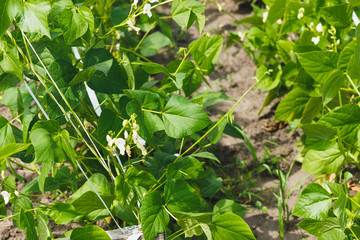 Green shrubs of beans on the field