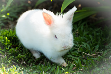 Little white rabbit in garden.