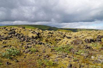 Lava field covered with green moss,Iceland.
