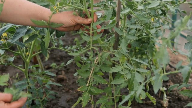 Farmer tearing excess leaves from tomato bushes