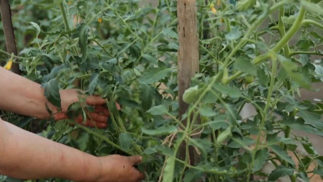 Farmer tearing excess leaves from tomato bushes