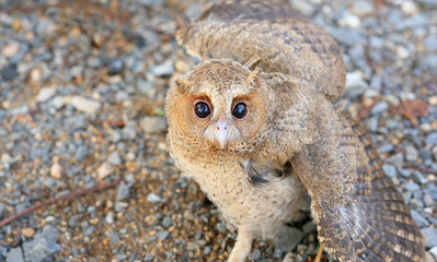 Little owl baby.