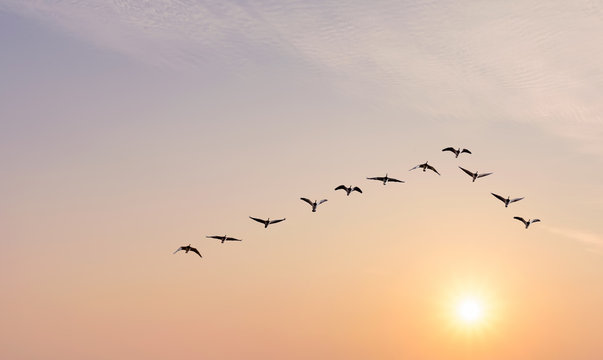 Flock of birds at sunrise or sunset nature concept