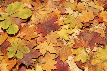 Autumn leaves in forest. Seasonal background.
