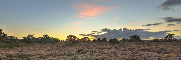 Panorama of heathland landscape