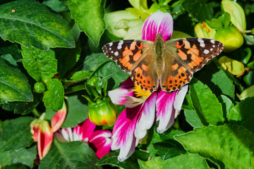 Insect brown butterfly sitting on a pink flower , selective focus,, top view, macro