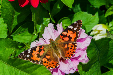 Insect brown butterfly sitting on a pink flower , selective focus, closeup, top view,, macro