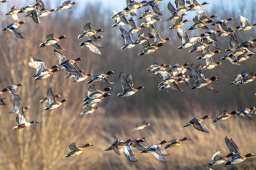 Flock of Migratory Eurasian wigeon ducks