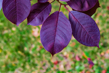 Purple leaves of wild cherry, background and topic autumn, landscape