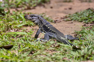 Teiú (Salvator merianae) | Black-and-white Tegu photographed in Linhares, Espírito Santo - Southeast of Brazil. Atlantic Forest Biome. 
