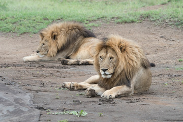 Lion (Panthera leo)