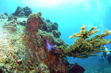 Naklejka na ściany i meble coral found in coral reef area at Redang island, Malaysia