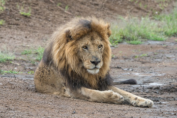 Obraz premium Lion (Panthera leo)