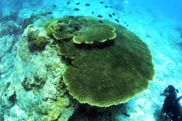 Fototapeta na wymiar Giant table coral found in coral reef area at Redang island, Malaysia