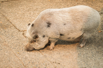 Pot bellied pig sniffs at the ground
