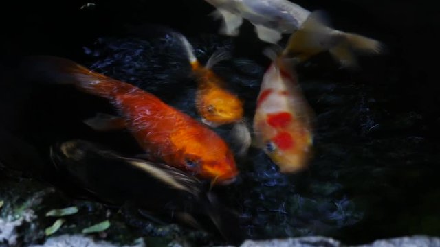 Fish moving underwater