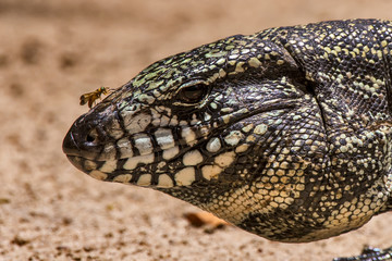 Teiú (Salvator merianae) | Black-and-white Tegu photographed in Linhares, Espírito Santo - Southeast of Brazil. Atlantic Forest Biome. 