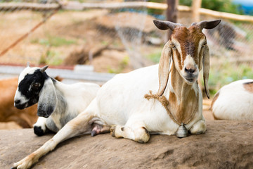 cute of goat resting on the rock