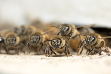Honey Bee in White Background.