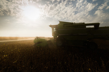 Naklejka premium Harvesting of soybean field