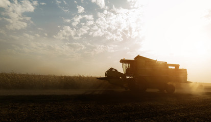Fototapeta premium Harvesting of soybean field