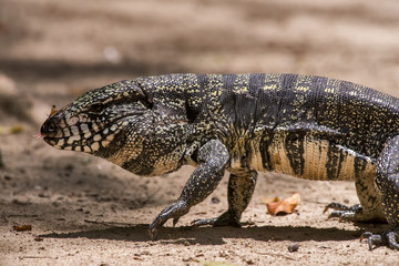 Teiú (Salvator merianae) | Black-and-white Tegu photographed in Linhares, Espírito Santo - Southeast of Brazil. Atlantic Forest Biome. 