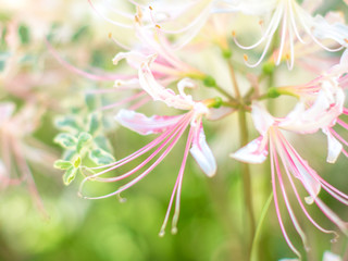 Dreamy, pink and white cluster amaryllis in soft focus
