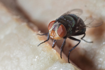 fly eatting