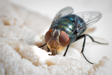 fly eatting