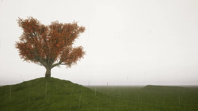 Rain Singl autumn tree on a meadow