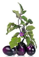 Raw purple aubergines