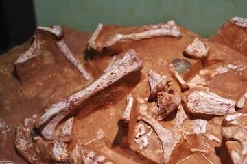 動物の骨の化石標本
