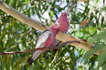 Two Galahs leaning left