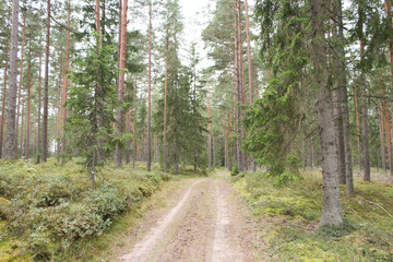 Fototapeta premium Small, narrow forest road.