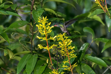 Beija-flor-safira (Hylocharis sapphirina) | Rufous-throated Sapphire photographed in Linhares, Esp&iacute;rito Santo - Southeast of Brazil. Atlantic Forest Biome. 