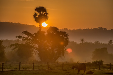 eclipse of the sun in the morning