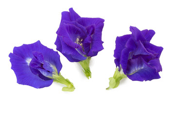 Blue pea flowers isolated on white background