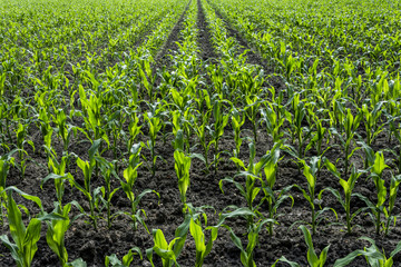 Fototapeta na wymiar Young green corn plants on farmland