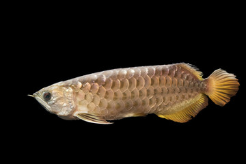 Arowana isolated on Black Background