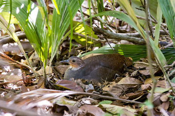 Jaó-do-sul (Crypturellus noctivagus) |  Yellow-legged Tinamou photographed in Linhares, Espírito Santo - Southeast of Brazil. Atlantic Forest Biome. 