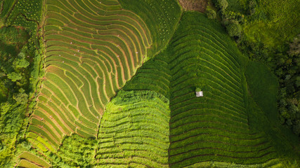 Top view of the rice paddy fields in northern Thailand