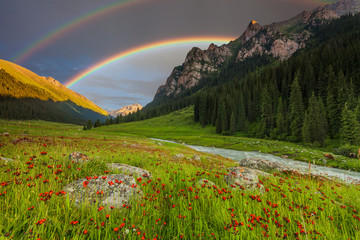 Summer landscape in mountains with Flowers, a rainbow