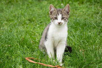 Naklejka na ściany i meble Grey and white tabby cat on the grass, looking in the camera
